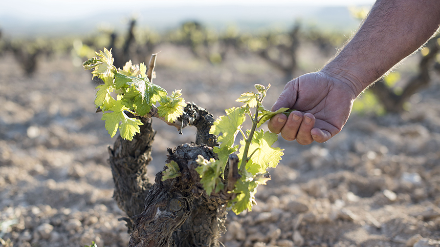 Our new wine: Hacienda López de Haro Edición Limitada. History, landscape and terroir.